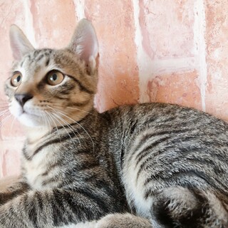 かわいいキジトラ子猫 なずなくん