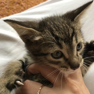 キジトラ女の子★美人さん^ ^