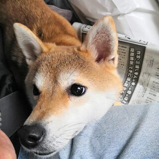 小さい柴犬さきちゃん