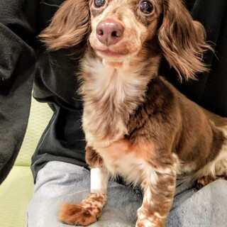 珍しい毛色のダックちゃん