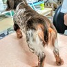 珍しい毛色のダックちゃん サムネイル3