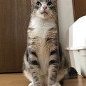 綺麗なグレイのアメショ柄