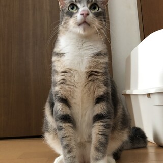 綺麗なグレイのアメショ柄