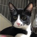 黒白くーちゃん♂    人も猫も大好きです。