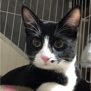 黒白くーちゃん♂    人も猫も大好きです。