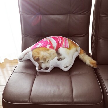 犬グッズは亡くなってから作りました。亡くなったら何も残らないかと思ったら、逆に増えた（笑）