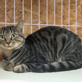 美形にゃんこのゴロくん