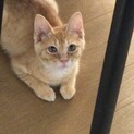レッドマッカレルタビー柄の子猫♂