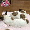 じょじょ１５ さん