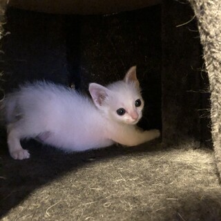 ありがとうございました✩.*˚可愛い白猫ちゃん