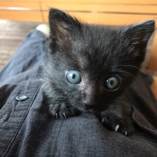 ありがとうございました✩.*˚ちいさな黒猫ちゃん