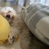 の写真