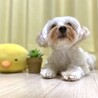 の写真
