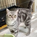 穏やかマミちゃんアメショ♀★代理投稿★