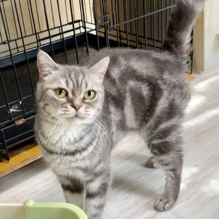 穏やかマミちゃんアメショ♀★代理投稿★