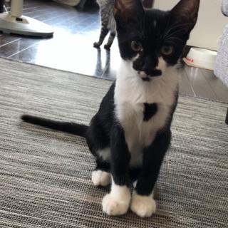 猫も人も大好き！ベタ慣れ白黒ニャン★