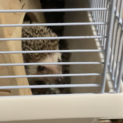 ハリネズミの里親募集してます