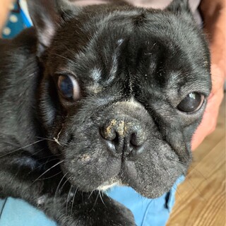 フレンチブルドッグ♀８ヶ月あんこちゃん