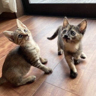 仲良し姉妹のはっちゃん&きゅうちゃん2ヶ月