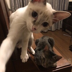 保護している仔猫ちゃん達