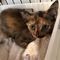 小さなさびねこの甘えたお姫様のなっちゃん
