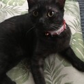 生後10ヶ月の子猫です。避妊.ワクチン済み