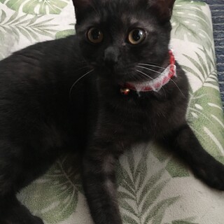 生後10ヶ月の子猫です。避妊.ワクチン済み