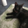 生後10ヶ月の子猫です。避妊.ワクチン済み サムネイル2