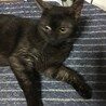 生後10ヶ月の子猫です。避妊.ワクチン済み サムネイル3
