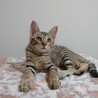 人馴れ途中の元気なキジトラ男子 サムネイル2