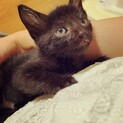 元気いっぱい！生後１ヶ月黒猫ちゃん