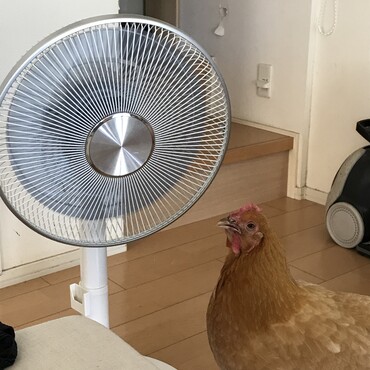 病み上がり