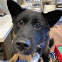 遊び盛りの可愛い雑種犬