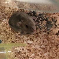 あむ