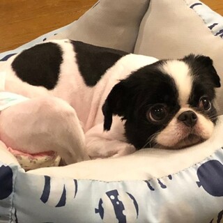 応募者多数により一旦募集停止します