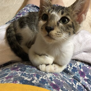 いたずら大好きわんぱくぼうず