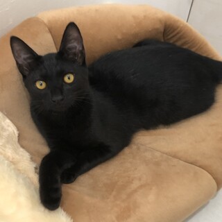 見学歓迎　性格よし　去勢済　ぐーくん