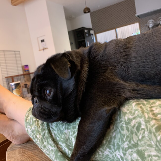 黒パグむぎのカバー写真