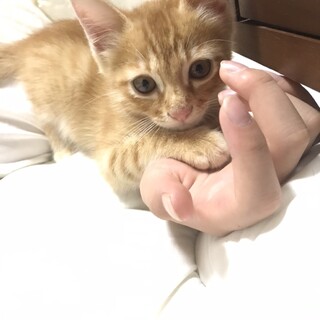 フレンドリー茶トラのチャト君里親決定