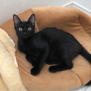 見学大歓迎　ペーターくん　去勢済