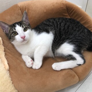 見学大歓迎　てふくん　去勢済