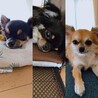 いしかわあやさん