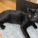 愛嬌たっぷりの黒猫