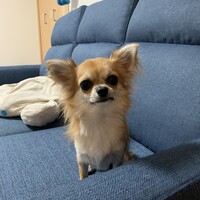 メメ