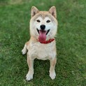 人が大好きで甘えん坊な柴犬