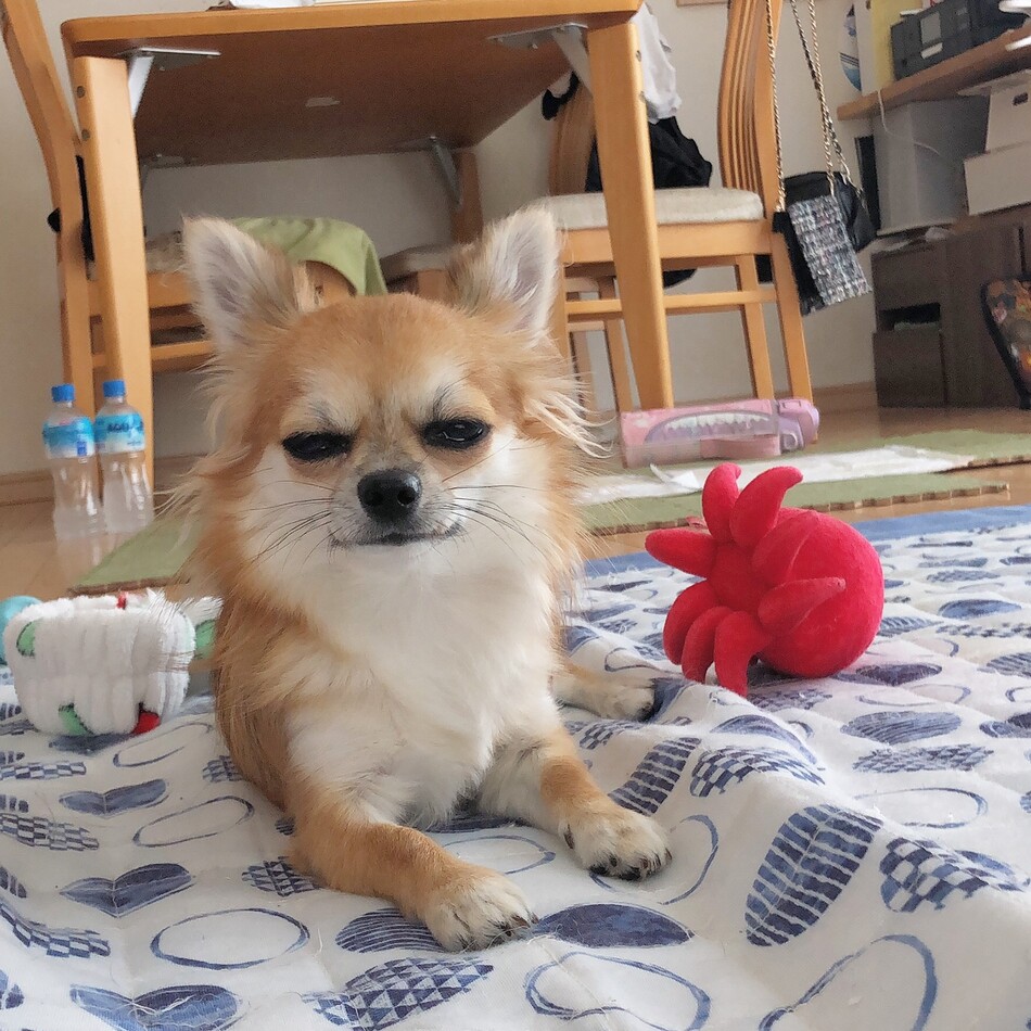 メメのカバー写真