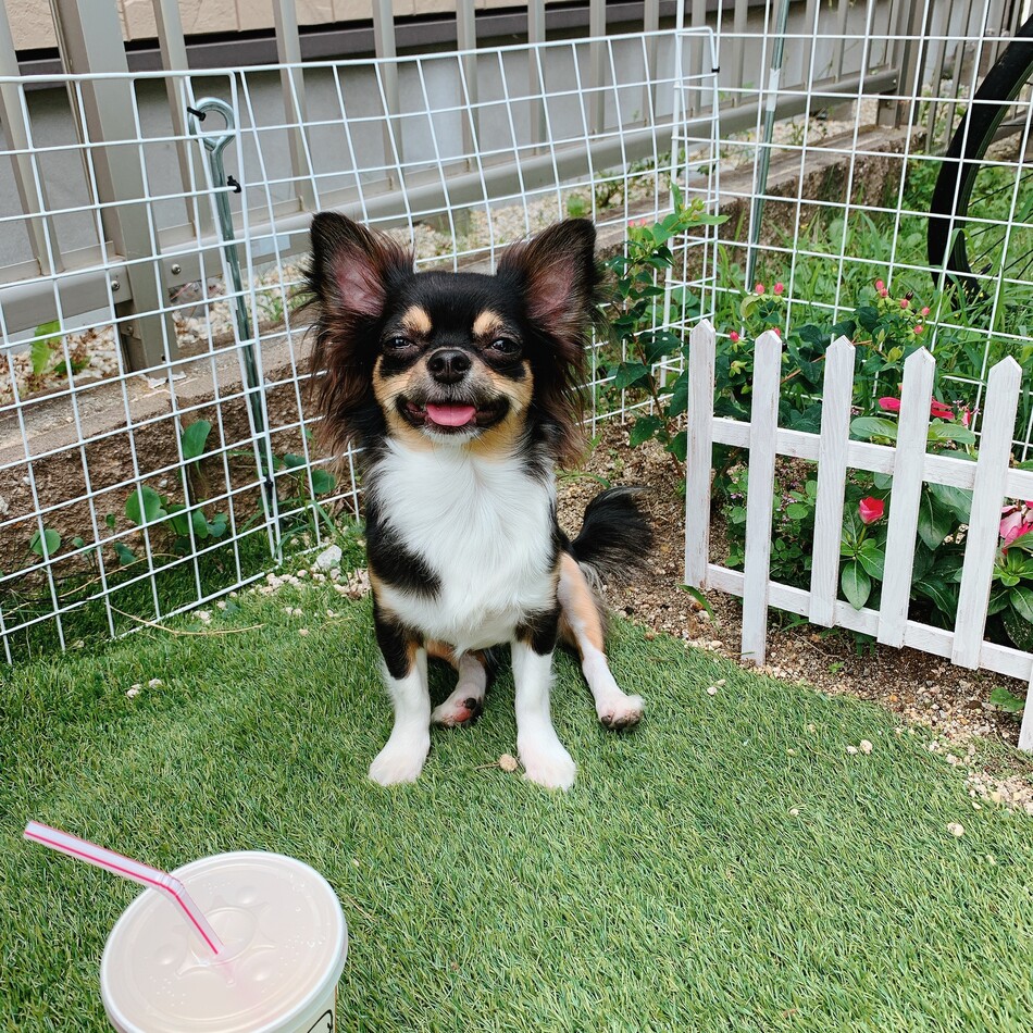 ミミのカバー写真