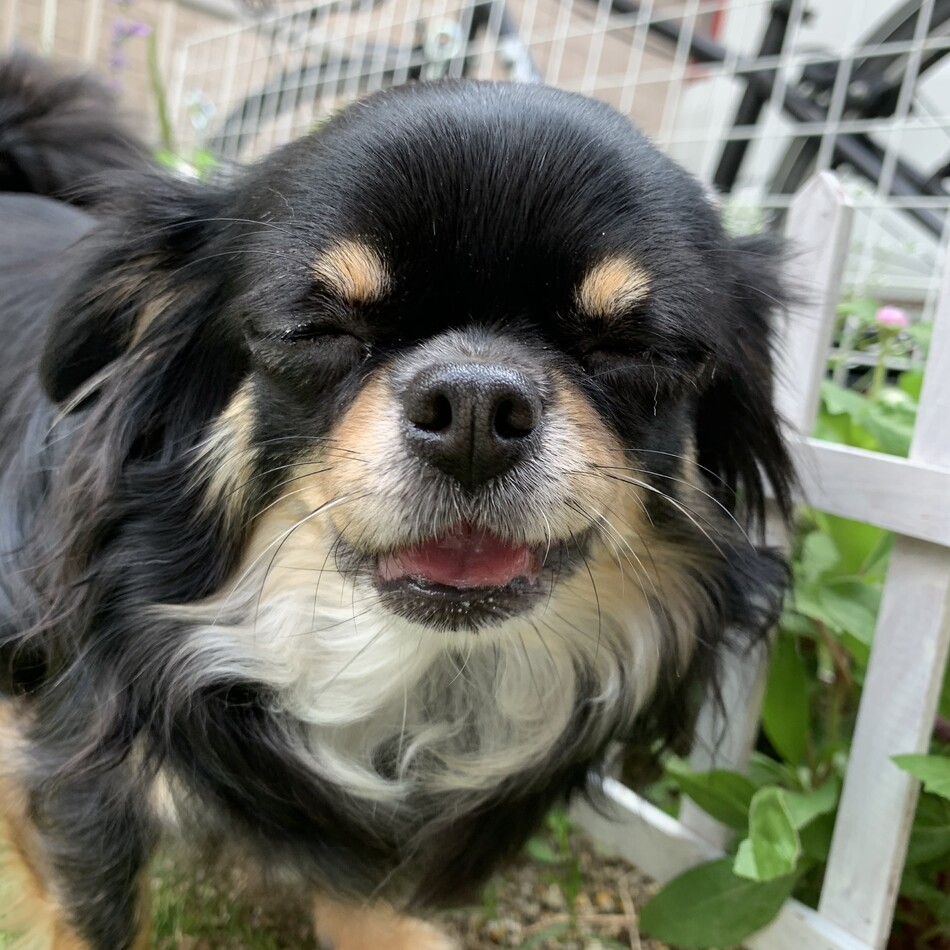 ハナのカバー写真