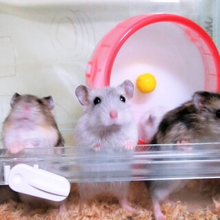 【感謝】ジャンガリアンハムスター【里親決定】