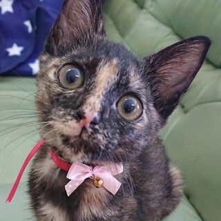 すももちゃんサビ♀4ヶ月未満